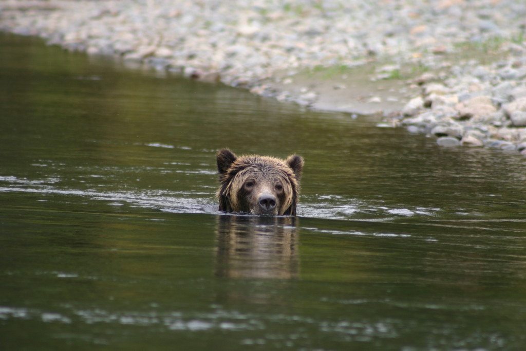 Grizzly Bear Swimming for a feed , Bella Coola BC