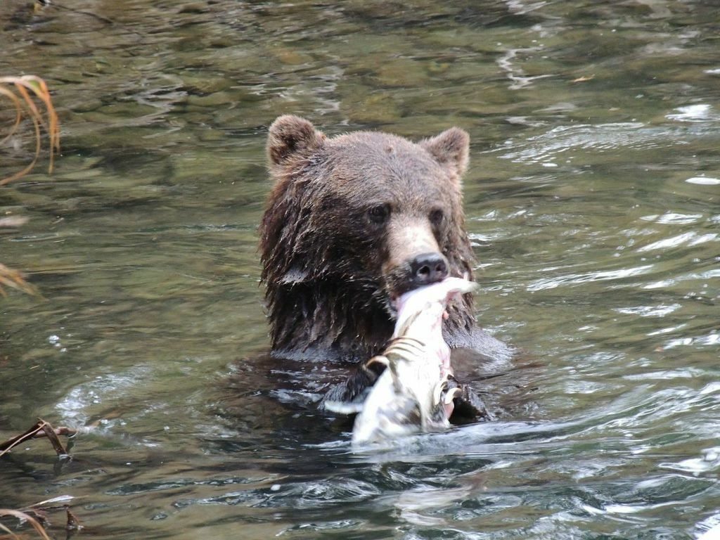 Grizzly Eating Salmon | Bella Coola BC
