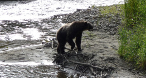 Wilderness Adventure Tours