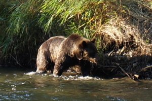 Guided Canoe Trips Canada