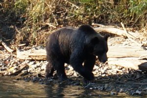 BC Adventure Tours