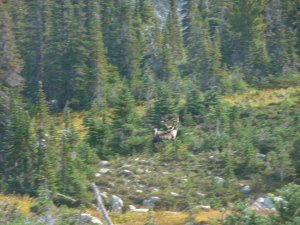 Hiking In The Wilderness