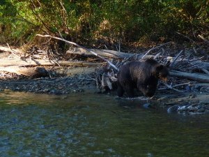 Canadian Rockies Adventures