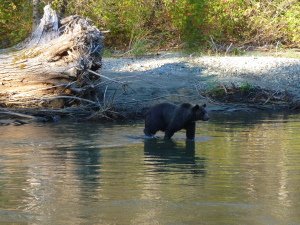 BC Adventure Tours