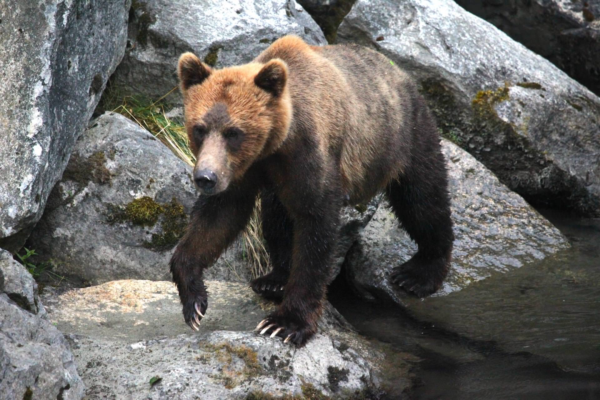 Bear-2-bella-coola-