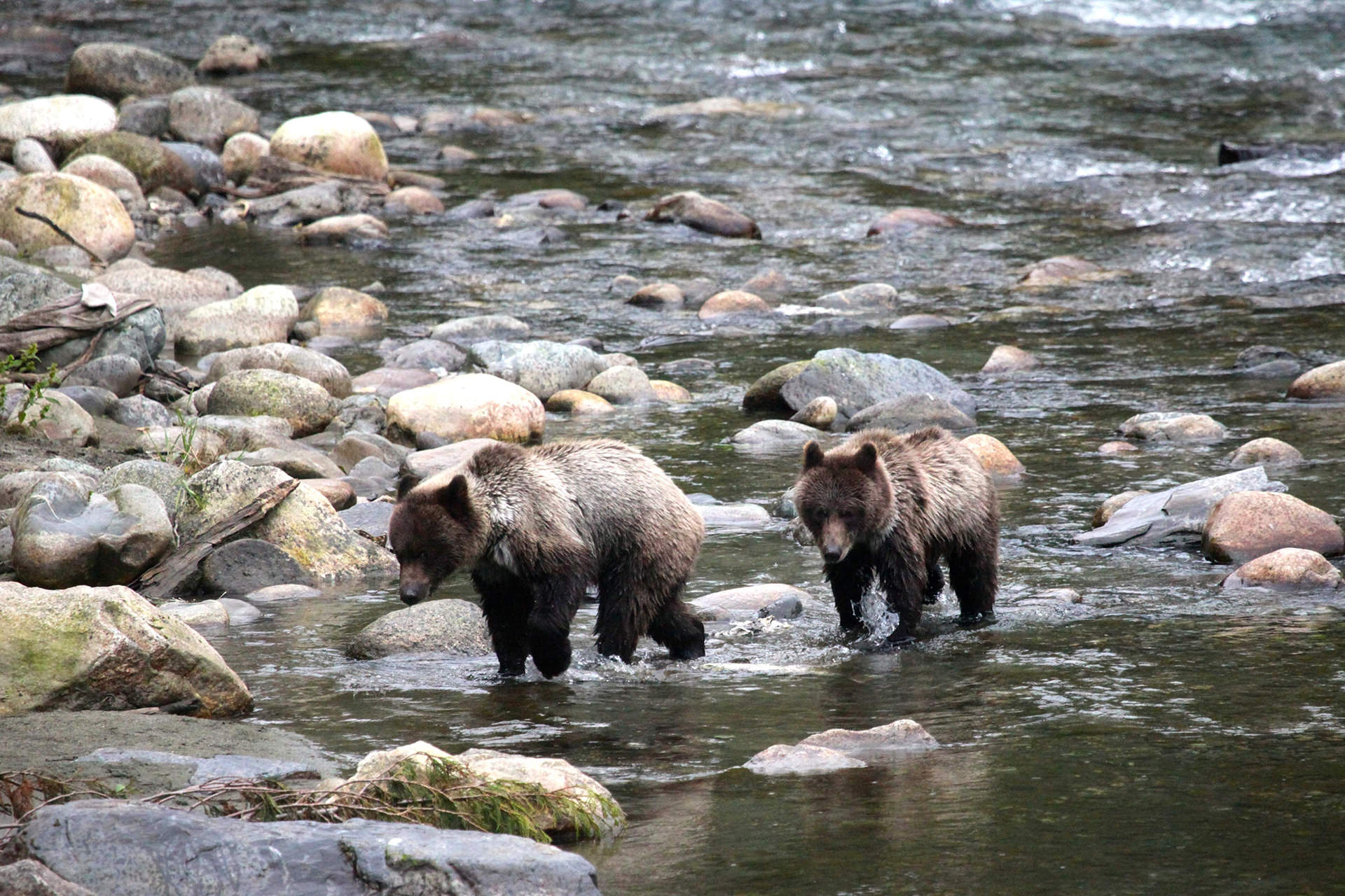 Bear-Bella-coola-