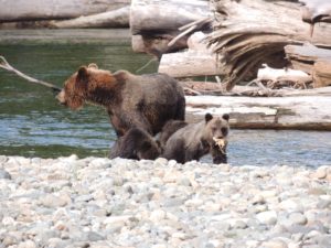 Wildlife Tours Bella Coola