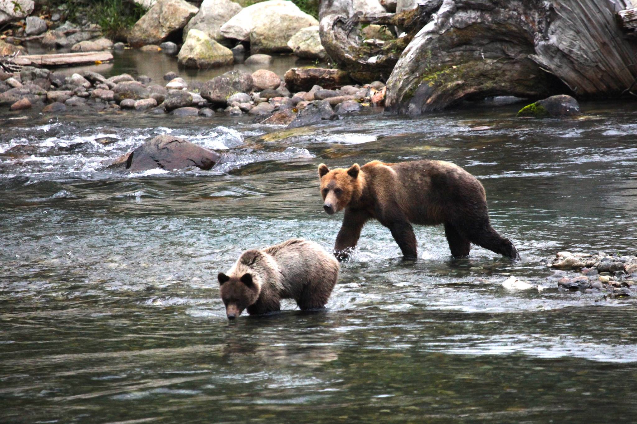 grizzly bear viewing