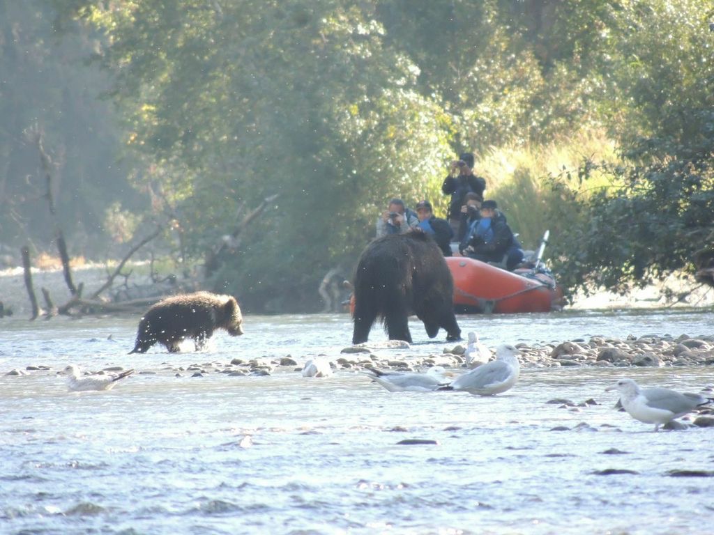 grizzly bear viewing