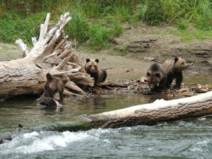 Sow and Cubs Grizzly Bear